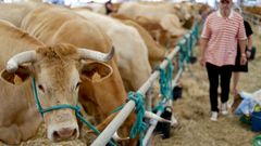 Adai acoge una subasta de Rubia Galega