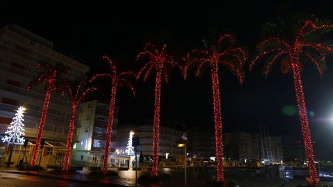 Palmeras de la Praza dos Barcos, Sanxenxo