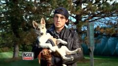El altruista viaje de un joven para adoptar un perro�