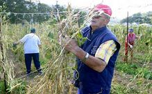 A quienes siempre han cultivado fabas se suman �ltimamente cada vez m�s mari�anos.