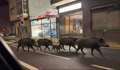 Un grupo de jabal�es�paseando por el centro de Monforte