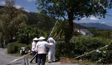 La proliferaci�n de nidos de avispa asi�tica no cesa en la comarca. 