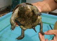 Un t�cnico del centro de recuperaci�n muestra una tortuga.