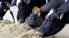 Imagen de unas vacas de leche en una foto de archivo