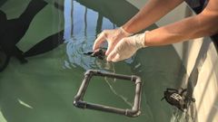 Una de las tortugas bobas llegadas al Bioparc desde Murcia