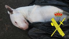 Investian a un hombre por robar y matar a un perro de inanici�n