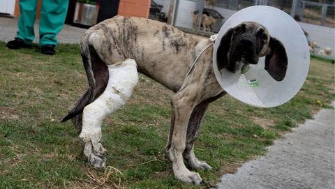 Doro, en el refugio de animales de Moug