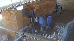 Varios operarios agarran a los patos por el cuello y los lanzan hacia el camin donde deben ser transportados