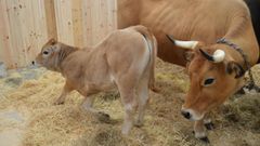 Exposicin de ganado en la feria de La Ascensin