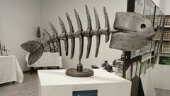 Pieza expuesta en el Museo Mares de Cedeira