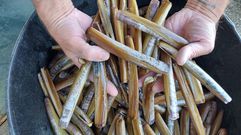 Navaja de la r�a de Pontevedra