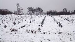 Nieve en la comarca