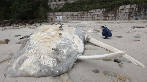 En febrero del 2025 var� una ballena en la playa de Pampaido, en Sanxenxo