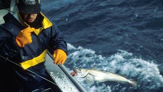 Una merluza izada a bordo por un tripulante de uno de los pocos pincheiros españoles que resisten en Gran Sol