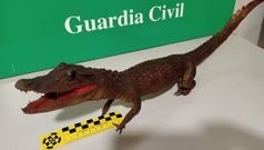 Imagen del caim�n naturalizado incautado por la Guardia Civil de A Coru�a