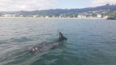 Encuentran a un corzo nadando y lo conducen hasta tierra firme