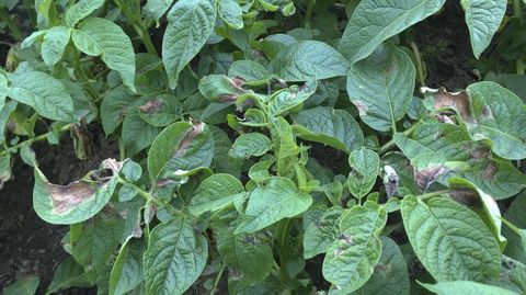Planta de patata afectada por mildiu