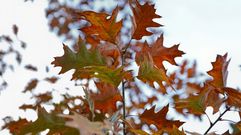 Colores de oto�o en la Costa da Morte