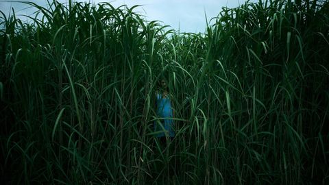 El filme In the Tall Grass, dirigido por Vincenzo Natali, adapta una obra del escritor estadounidense Stephen King