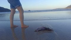 Carabela portuguesa en la orilla de la playa de Abrela, en O Vicedo, el viernes por la tarde