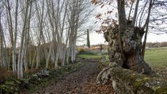Un tramo del Cami�o da Ribeira cerca de la aldea de Lamas de Brosmos
