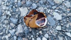 Una concha de caracol rota abandonada en mitad de una superficie dura, como esa de la foto, es todo un indicio.