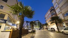 Nuevas palmeras plantadas en Cee tras la tala de dos que estaban infectadas