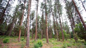 El pino es la superficie que predomina en la comunidad de montes de Lagostelle 