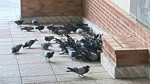 Colonia de palomas en el barrio de Ciudad Naranco de Oviedo