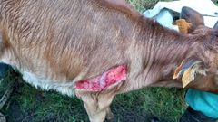 Los gastos veterinarios derivados de atender reses heridas, como la de la foto, tambi�n son subvenciobnables