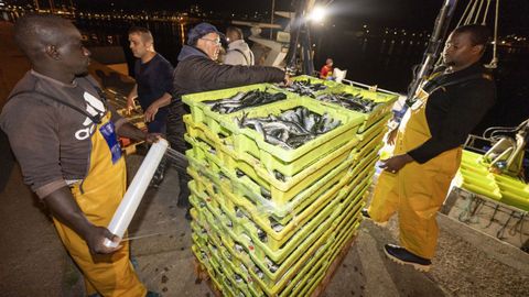 Descarga de sardinas en Corcubi&oacute;n a mediados del julio del 2025.
