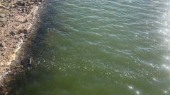 Estado del agua en el embalse de As Conchas (Lobeira), el jueves 3 de septiembre del 2026.