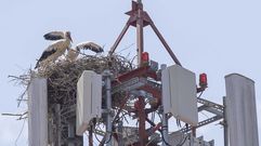 Las cig�e�as okuparon una torre de telefon�a en el centro de Ordes, donde cr�an a sus polluelos