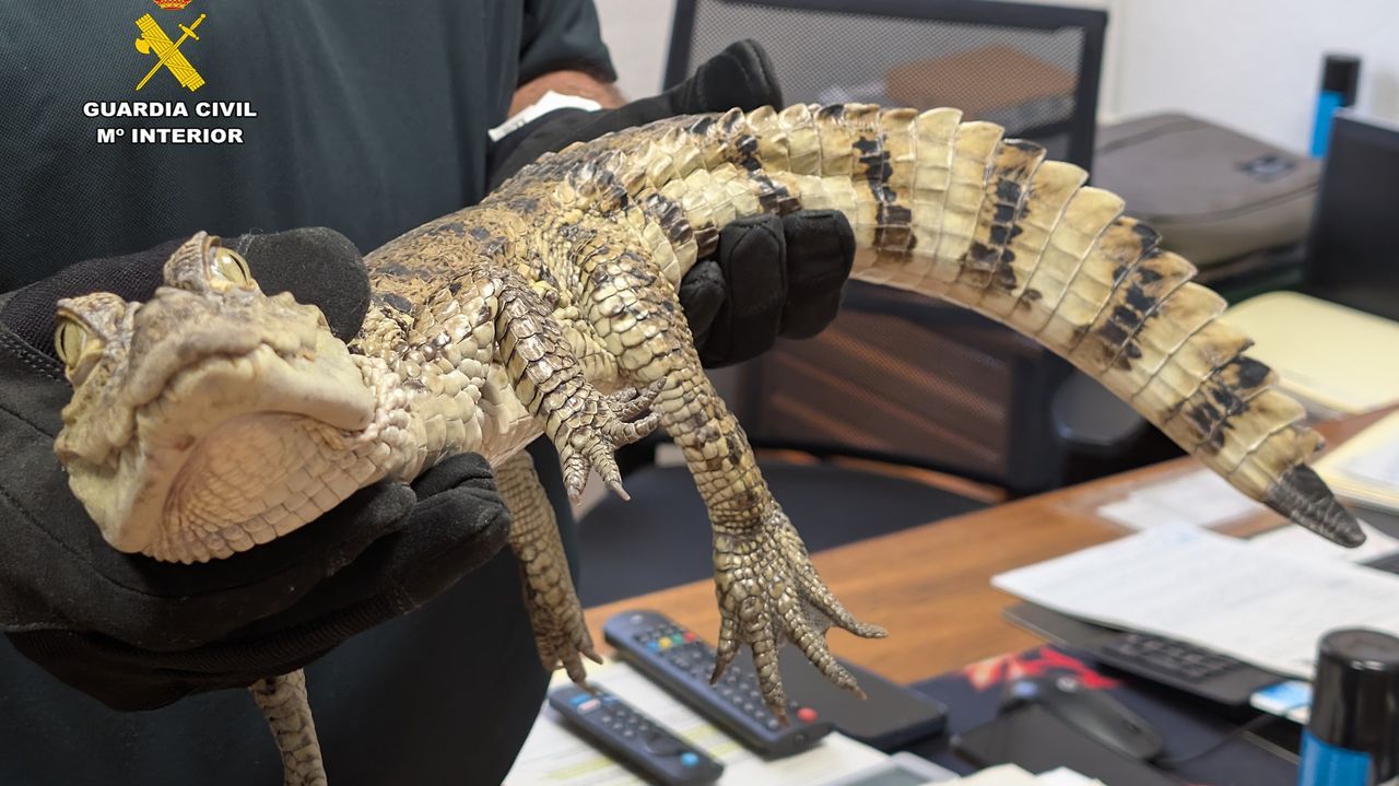Dos investigados por soltar un caimán en un pantano de Albacete