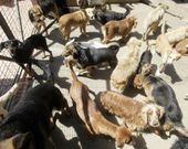 En el refugio de Vigo, de gesti�n municipal, tienen m�s perros de los que pueden atender. 