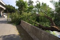 Las ramas ocupan parte del paseo del Mi�o, junto al puente blanco. 