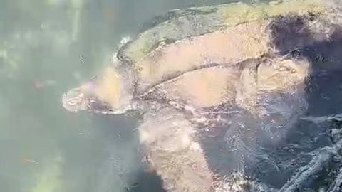 La tortuga avistada este mi�rcoles a primera hora de la tarde en Fisterra