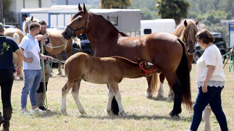 La exhibici&oacute;n equina de Teo cumple 25 a&ntilde;os