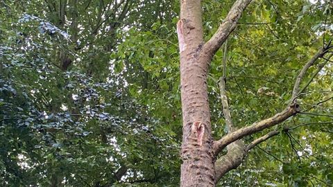 Campo de San Francisco