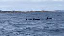 Imagen de archivo de orcas avistadas en la ra de Arousa.