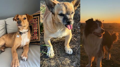 De izquierda a derecha: Milo, Nicol�s Pascasio y Buffon