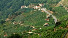 Vi�edos y construcciones al pie de la antigua carretera en una imagen de archivo de la ribera de San Fiz