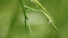 Los insectos del orden de los f�smidos adoptan formas y colores que los mimetizan con las plantas que los rodean