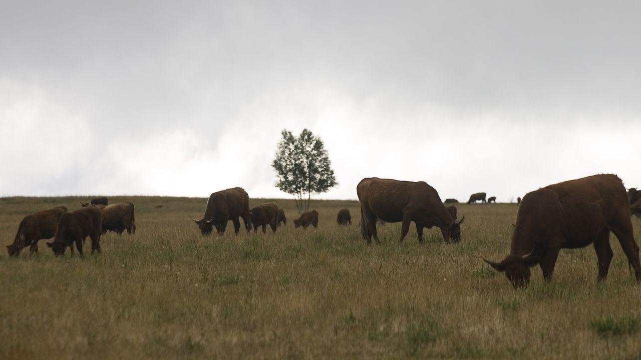 La agricultura ecológica aumentó su facturación en Ourense un 10 %