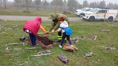 Alumnos del Salustiano Rey Eiras plantaron carballos en colaboracin con la comunidad de montes de Santa Cruz de Lesn