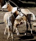 Ant�lopes en el zoo.