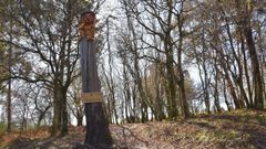 Ames estrena una carballeira m�gica en O Milladoiro