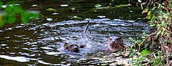 Nutrias cazando pescados en un r�o de la comarca de Barbanza.