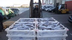 Descarga de bacaladilla o lirio en la lonja de Ribeira (foto de archivo)