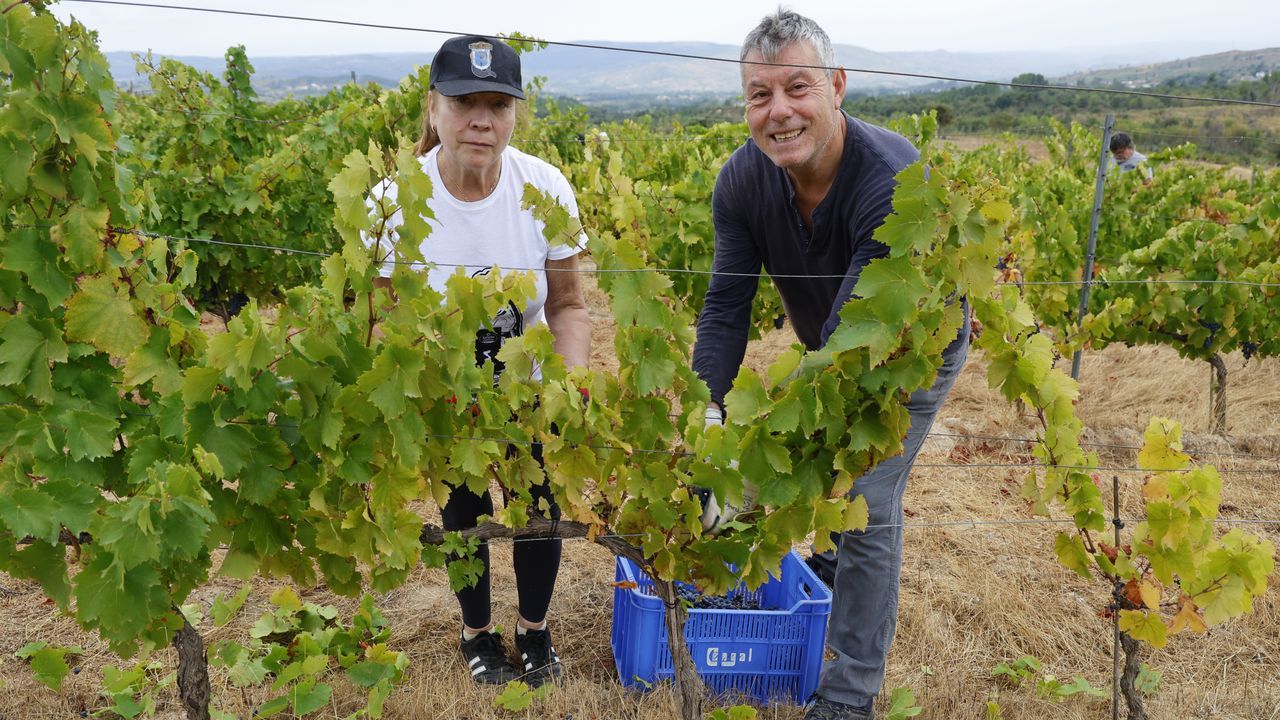 La cosecha vitícola gallega ya supera los 36 millones de kilos de uva
